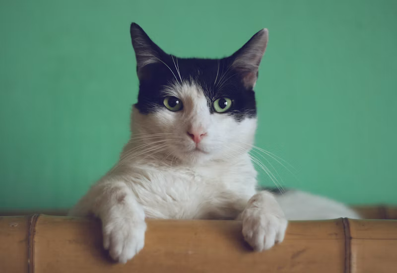 Condicionador Pet